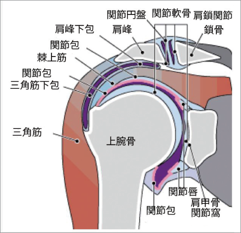 肩関節図