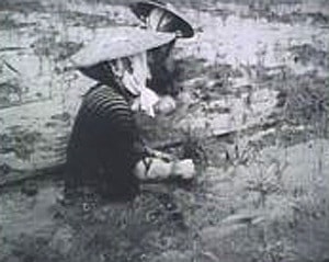 亀田郷/かつての田植えの様子